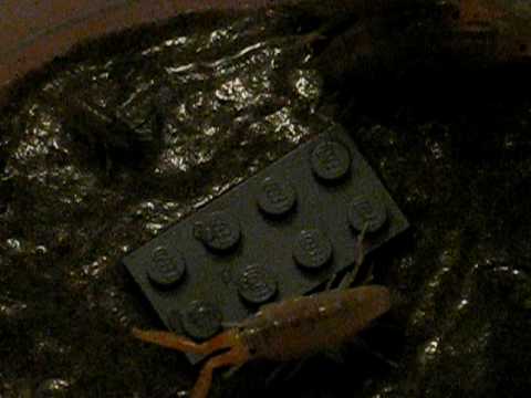 Beach Hoppers, UCSB , Santa Barbara