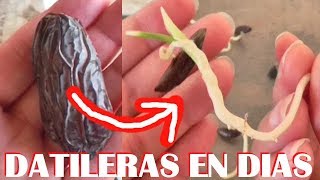DATILERA EN POCOS DIAS A PARTIR DE UN DATIL SEMBRAR DATILES- VIVIR EN EL CAMPO