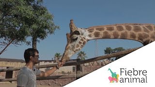 Jirafas, fisioterapia animal y alimentación equina Jirafas, fisioterapia animal y alimentación equina