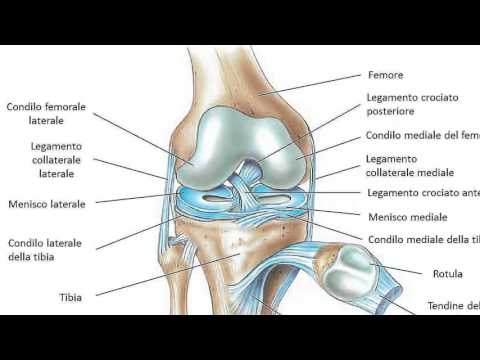 Dolore nella parte superiore dello alladdome e alla schiena Ungheria ricorre articolazioni