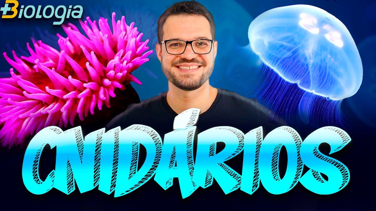 Filo Cnidaria - Cnidários (anêmonas, corais, medusas, aguas vivas, caravelas) Mais Biologia - Roger