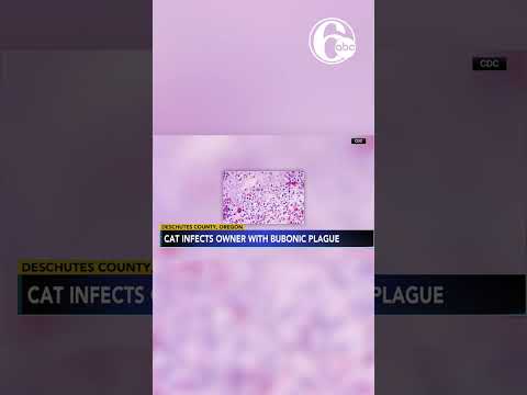 Oregon resident catches rare bubonic plague, likely from their cat: Health officials