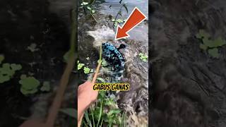 Download lagu Spot menarik mancing ikan gabus #gabussuper mp3