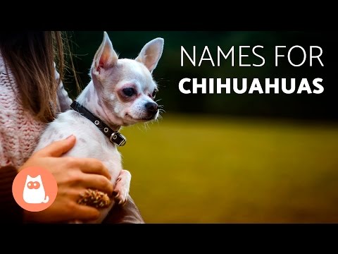 download lagu mp3 mp4 Female Chihuahua Puppy Names, download lagu Female Chihuahua Puppy Names gratis, unduh video klip Female Chihuahua Puppy Names