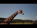 Giraffe Pooping And Tries To Eat Camera DJI Osmo Pocket 4k At Natural Bridge Wildlife Ranch