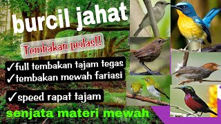 Download lagu MASTERAN KOMBINASI BURUNG KECIL FULL TEMBAKAN RAPAT DAN ISIAN MEWAH TERBAIK mp3 Download lagu MASTERAN KOMBINASI BURUNG KECIL FULL TEMBAKAN RAPAT DAN ISIAN MEWAH TERBAIK mp3