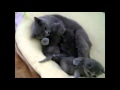 Кошка мама успокаивает котят kittens and mother cat kittens meowing for ...