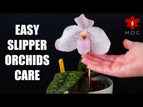 , title : 'How to Care for Paphiopedilum Orchids - Watering, Repotting & more! Orchid Care for Beginners'