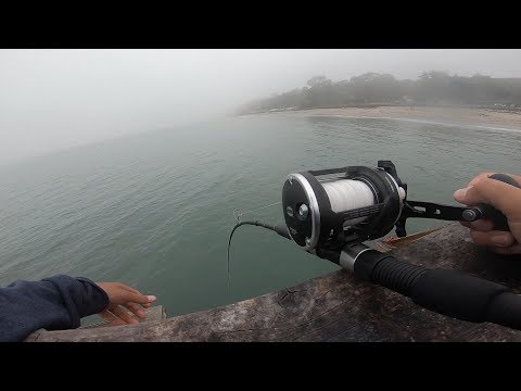 Catching Big Bat rays Off the Pier
