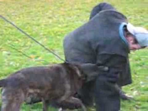 TOMMY K9 (08 -11 -2008) eig. Rob Luyken