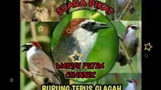 Download lagu Suara pikat burung kaso kaso ribut mp3 Download lagu Suara pikat burung kaso kaso ribut mp3