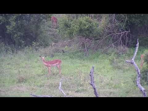 Djuma: Impalas with lambs - 11:10 - 11/15/2023