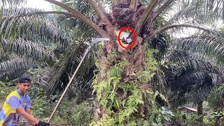 Download lagu MEMAKAN KORBAN.!! INI AKIBATNYA PANEN SAWIT TANPA PERASAAN mp3 Download lagu MEMAKAN KORBAN.!! INI AKIBATNYA PANEN SAWIT TANPA PERASAAN mp3