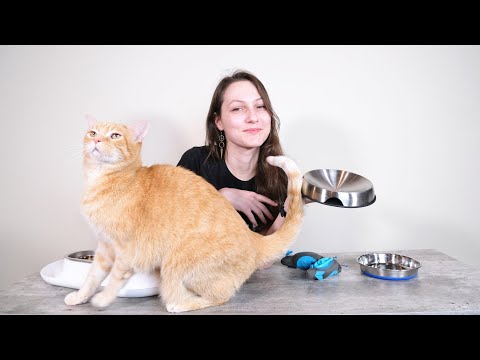 YouTube video about: Are copper bowls safe for cats?