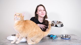 Top 6 Best Cat Food Bowls (We Tested Them All)