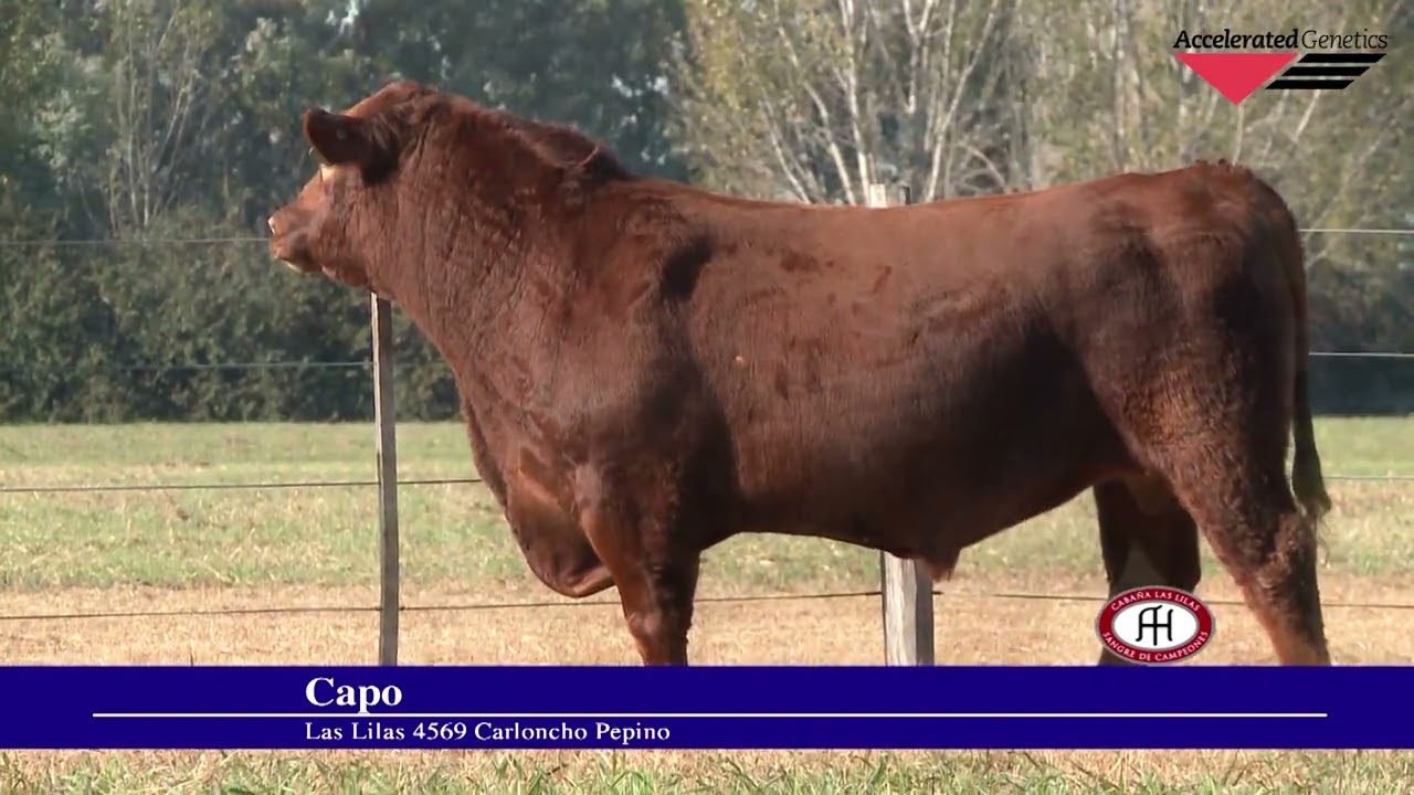Vídeo CAPO