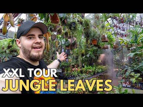 Pachi Aquarium and Jungle Leaves