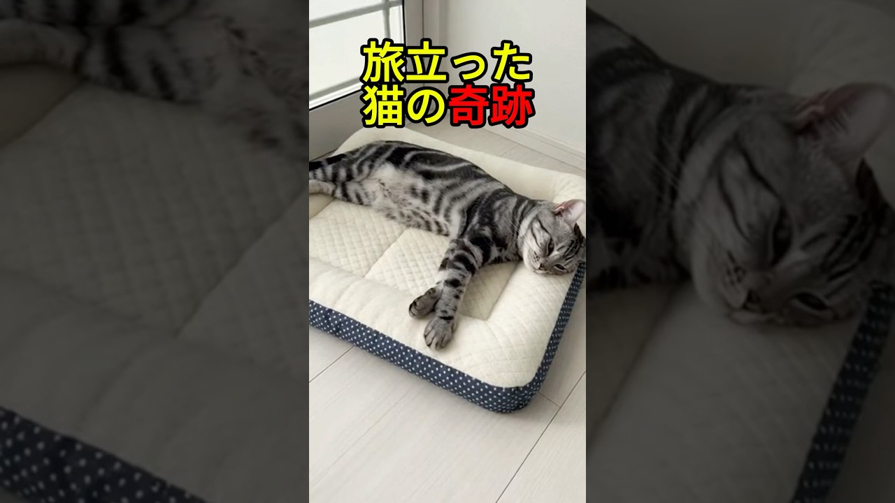 亡くなった飼い猫が起こした奇跡【猫感動物語】 #shorts