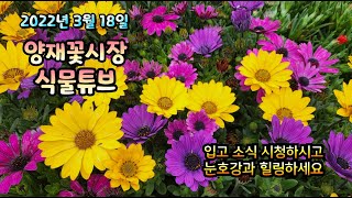 2022년 3월 18일 양재꽃시장 식물튜브  [랜선으로 아이쇼핑 하시며서 힐링하세요~~]  #양재꽃시장 #식…
