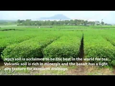 OSulloc Tea Fields, Jeju Island, Here's To Your Health.m4v