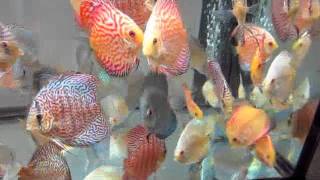 Discus For Sale In Canada