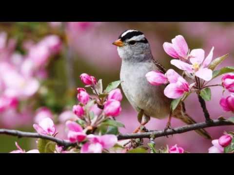 1955 Fausto Cigliano - Lu passariello