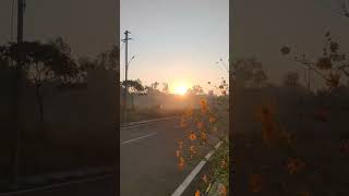 Download lagu #flowers #sunrise #sun mp3 Download lagu #flowers #sunrise #sun mp3