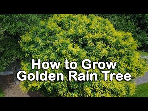 download lagu mp3 mp4 Golden Raintree Invasive, download lagu Golden Raintree Invasive gratis, unduh video klip Golden Raintree Invasive