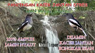 Download lagu Terapi Burung Kacer Jantan Macet Bunyi ! Pancingan Suara Kacer Betina   Gemerincik Air Mengalir mp3
