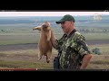 Охота на сурка-байбака. 
