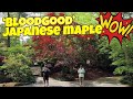 Acer Palmatum 'Bloodgood' Updated Large Specimen in the Garden! - JAPANESE MAPLES EPISODE 176
