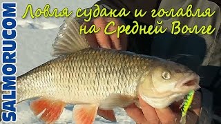 Смотреть онлайн Зимняя ловля окуня, щуки и судака на балансир