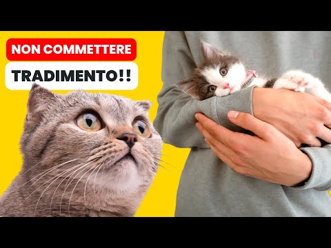 Introdurre un NUOVO Gatto in Casa: 9 ERRORI da non Fare!