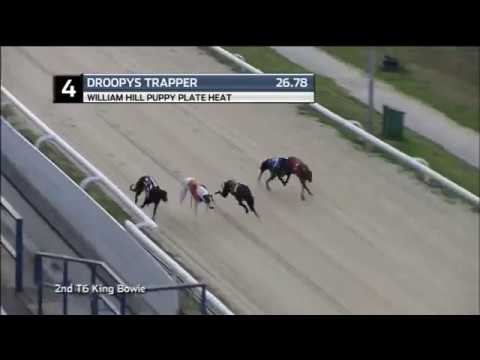 2018 WILLIAM HILL PUPPY PLATE - HEAT 3 - T4 DROOPYS TRAPPER