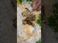Konaseema Famous Bondam Babay Biryani 2025 Amalapuram Street Food