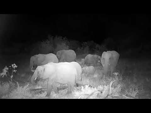 Djuma: Elephant herd-Pt:1 - 21:04 - 06/14/2022