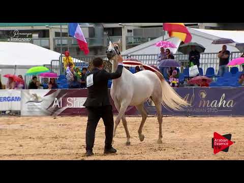 N.40 CLOTILDE - Bergamo 2017 - 3 Years Old Fillies (Class 5)