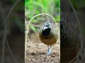 Very Amazing Bird Trap For Catching Bird