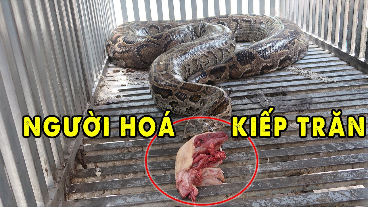 Ly kỳ Mẹ Đầu Thai thành Trăn và Chuyện tâm linh khó lý giải