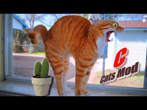 Funny Cat Videos | Cat videos 2021 #CatsMod