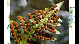 Fern Reproduction