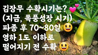 김장무 수확시기는? / 서리가 살짝 오면서 지금, 폭풍성장 중 