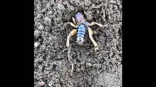 How to get rid of potato bugs, Jerusalem crickests in Ontario, California