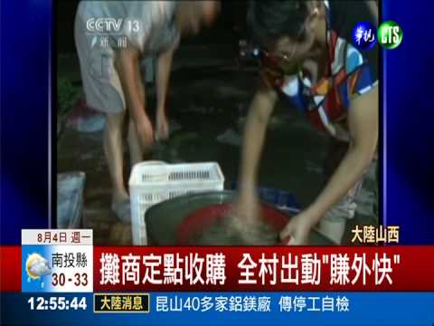 抓"知了"賺外快 生態恐失衡!