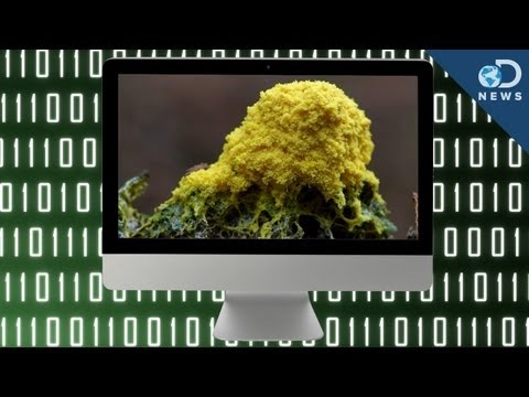 Paggamot ng fungal kuko sa paa patch Chinese Hinala ng fungus toe nail