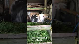 Download lagu Kerbau paling mahal di Toraja!! bisa sampe 1 milyar. #shorts #videoshort #tedong mp3