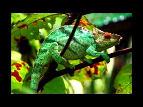 WENDAABO - Femme Caméléon