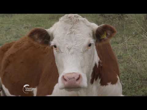 Uzgojni sistem krava - tele sa rasom Hereford - U nasem ataru 864