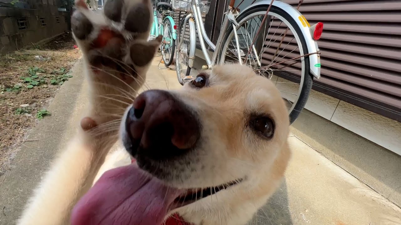 ゆきちゃん接近戦