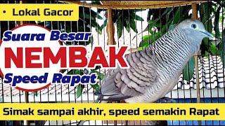 Download lagu Perkutut Lokal Gacor Suara Besar, Manggung NEMBAK Speed Rapat mp3